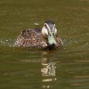 Kachna prouzkovana - Anas superciliosa - Pacific Black Duck o9494